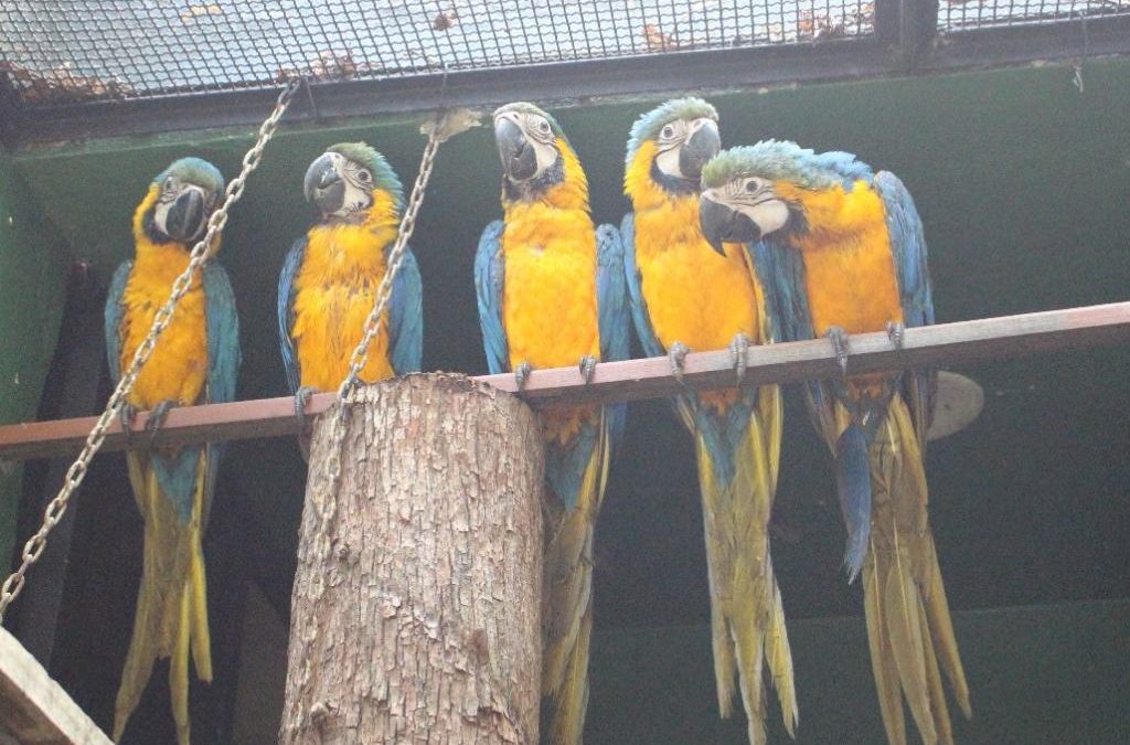 Cebus recebe 18 aves vítimas de tráfico de animais silvestres