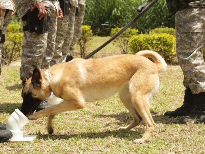 Agentes bons de faro: cachorros ajudam na rotina de segurança das unidades prisionais do Estado
