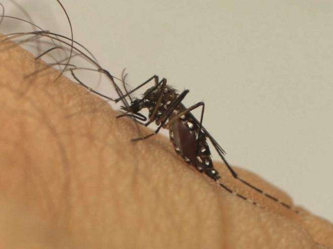 Coronel Fabriciano à beira de surto de dengue