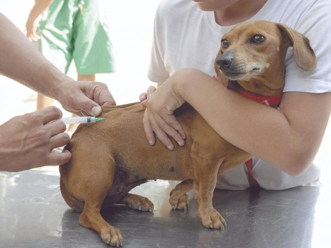 Zoonoses de Ipatinga adota esquema rotativo para manter atendimentos