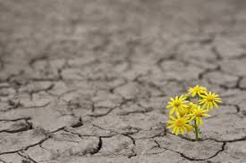 O poder da Resiliência