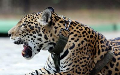 Relatório mostra falhas no combate ao tráfico de animais silvestres