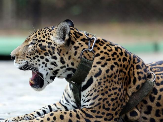Relatório mostra falhas no combate ao tráfico de animais silvestres