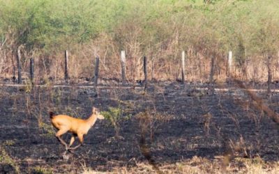 Engajamento da população é vital para evitar incêndio na natureza