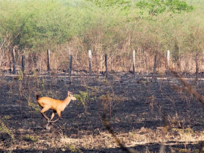 Engajamento da população é vital para evitar incêndio na natureza