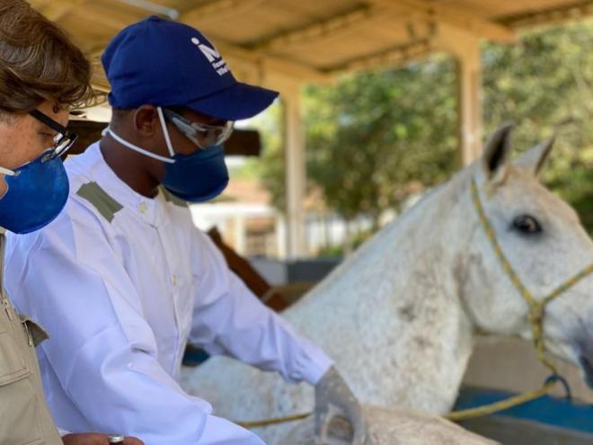 Soros produzidos por cavalos têm anticorpos potentes para covid-19