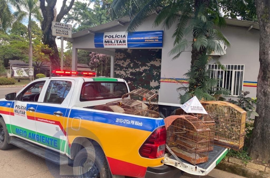 Aves silvestres criadas irregularmente são apreendidas em Santana do Paraíso